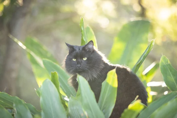 Portrét Načechrané Černé Kočky Relaxující Plotě Obklopen Svěží Zelenou Zahradou — Stock fotografie