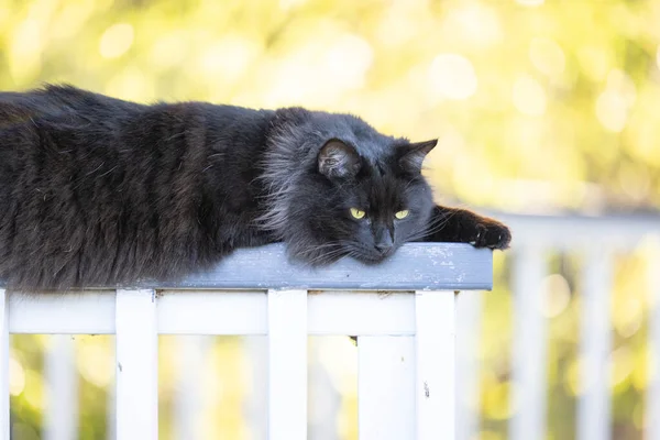 이무성 정원에둘러 울타리에서 솜털같은 고양이의 — 스톡 사진