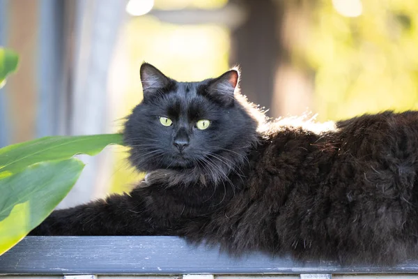 Portrait Chat Noir Moelleux Relaxant Sur Une Clôture Entourée Jardin — Photo