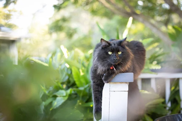Portrait Chat Noir Moelleux Relaxant Sur Une Clôture Entourée Jardin — Photo