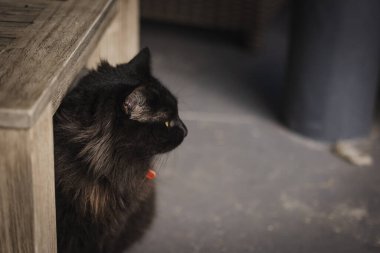 Masanın altında büyük yeşil gözleri olan tüylü siyah kedi. Boşluğu kopyala.