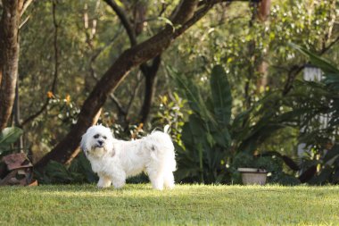 Tibetli Spaniel beyaz köpek, tropikal bir bahçede çimlerin üzerinde duruyor.