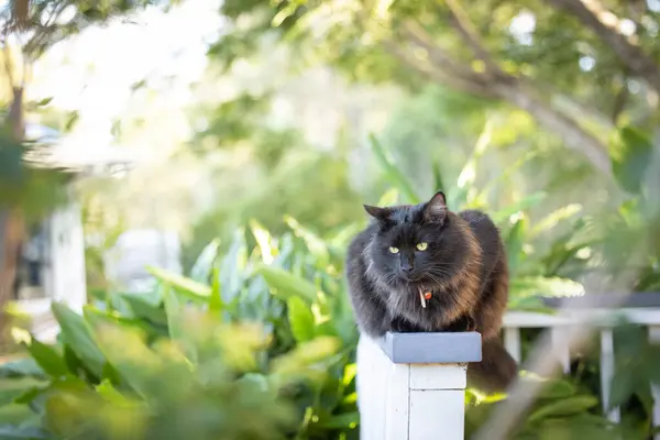 Portrét Načechrané Černé Kočky Relaxující Plotě Obklopen Svěží Zelenou Zahradou — Stock fotografie