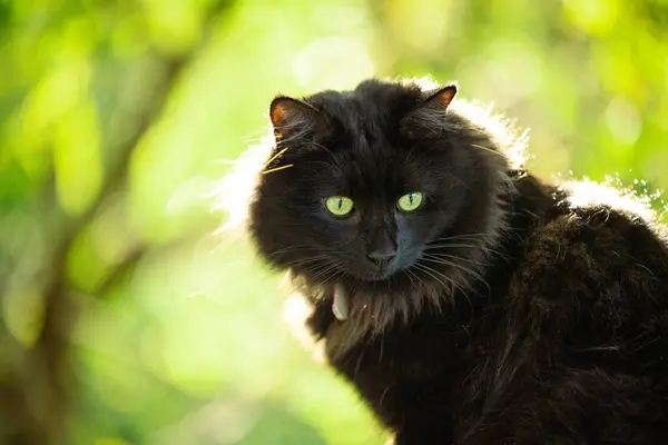Pozorný Černošky Kočka Zahradě Pulzující Zelené Oči Přírodní Pozadí Bokeh — Stock fotografie