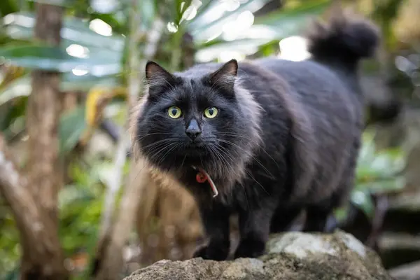 Portrét Načechrané Černé Kočky Objevující Svěží Tropickou Zahradu — Stock fotografie
