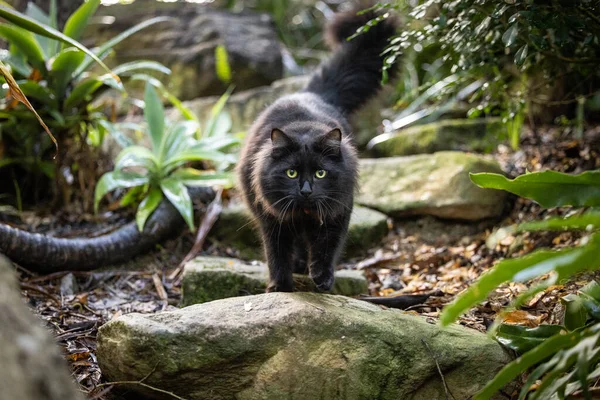 Portrét Načechrané Černé Kočky Objevující Svěží Tropickou Zahradu — Stock fotografie