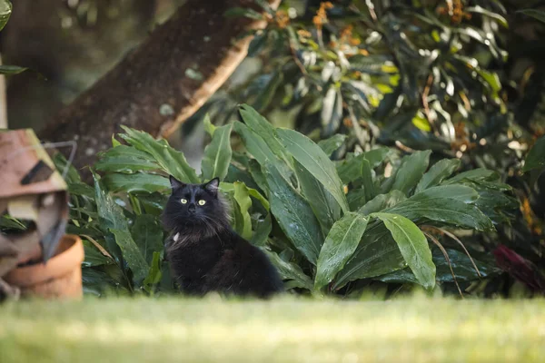 Bolyhos Fekete Macska Zöld Szemekkel Gyepen Buja Zöld Trópusi Kertben — Stock Fotó