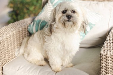 Tibetli Spaniel beyaz küçük cins köpek dışarıda oturma odasında mobilyaların üzerinde oturuyor.