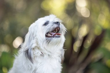 Tibetli bir Spaniel 'in portresi. Altın öğleden sonra ışığında benekli bir bokeh arka planı olan beyaz bir köpek.