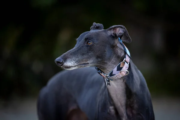 stock image Portrait of majestic greyhound dog close up at the park with soft bokeh background