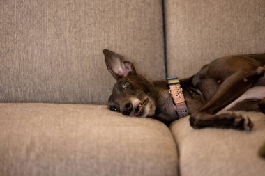 Komik siyah tazı köpeği kanepede, kulağı havada uyuyor.