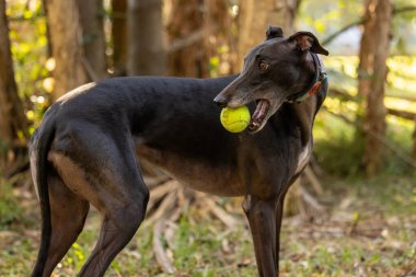 Parkta oynayan siyah tazı köpeği ağzında tenis topu tutuyor.
