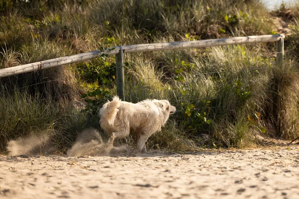 Golden Retriever Rasse Hund Läuft Schnell Strand Entlang — Stockfoto