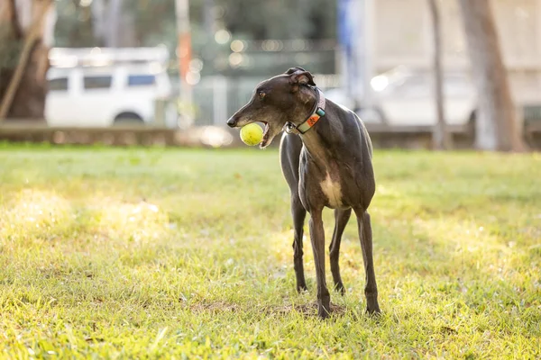 Parkta oynayan siyah tazı köpeği ağzında tenis topu tutuyor.