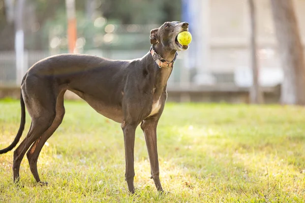 Parkta oynayan siyah tazı köpeği ağzında tenis topu tutuyor.