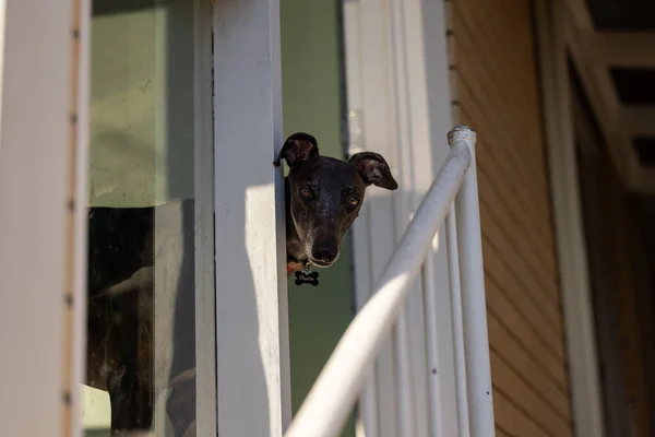 Greyhound Chien Collant Tête Dehors Porte Regardant Bas — Photo