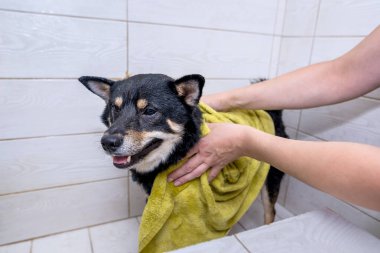 Tımarcının elleri banyo yaptıktan sonra köpeği havluyla kurutur..