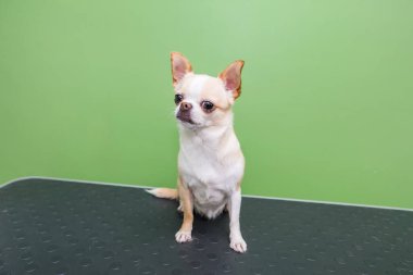 Chihuahua kuafördeki köpek masasında oturuyor. Küçük şirin köpek..