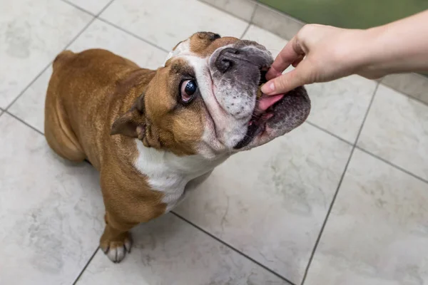 English bulldog eats food from the hand. Give treats to your dog. Hand feed the Anal Bulldog.