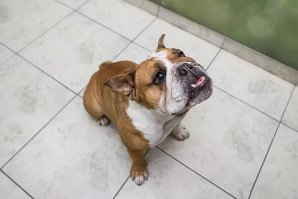 english bulldog looks up while sitting on the floor in the room