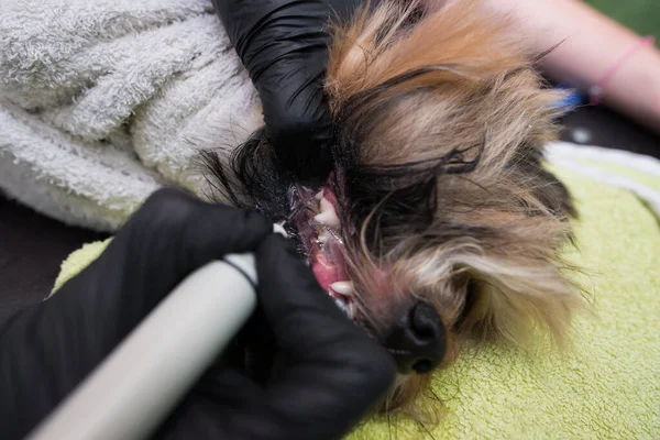 Professional dental cleaning for dogs. Yorkshire terrier teeth cleaning.