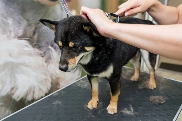 Cuidar Velho Cão Akito Akito Salão Arrumação Pente Cão — Fotografia de Stock