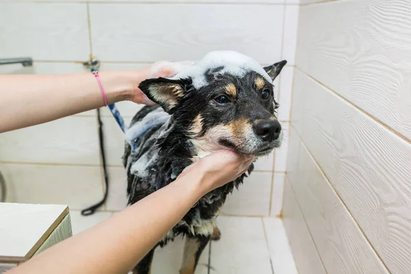 Μια Γυναίκα Καθαρίστρια Πλένει Γέρικο Σκυλί Akito Στο Μπάνιο Φροντίδα Εικόνα Αρχείου