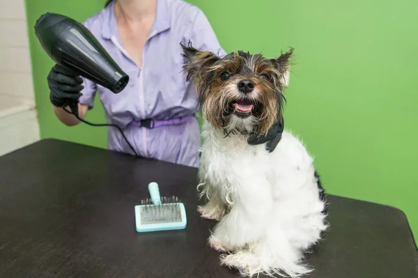 Soprar Seco Cão Terrier Yorkshire Cuidar Cão Salão Arrumação — Fotografia de Stock