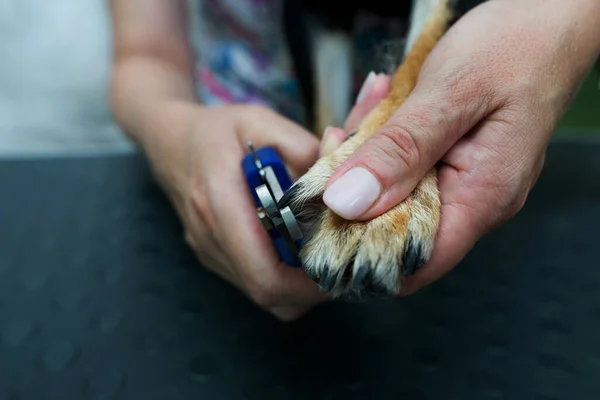 Groomer trims dog\'s claws - close up