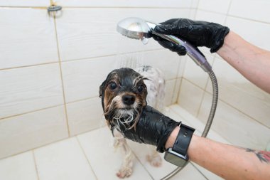 Bir kuaförde sabunlu bir Yorkshire teriyerini suyla yıkamak. Yorkshire Teriyeri banyoda yıkanıyor..