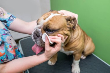 Dişi bir tımarcı köpeğine bakar. Kızın elleri ıslak mendille yetişkin bir İngiliz bulldog köpeğinin kafasını temizliyor.