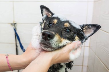 Siyah-beyaz Shiba Inu köpeği kuaförde. Bakımcı köpeği elleriyle yıkar..