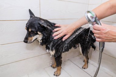 Siyah-beyaz Shiba Inu köpeği kuaförde. Bakımcı köpeği elleriyle yıkar..