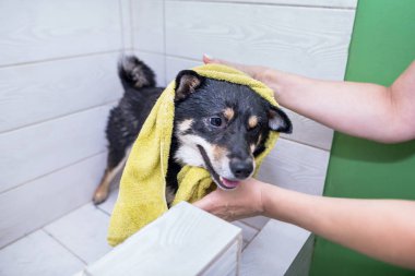 Tımarcının elleri banyo yaptıktan sonra köpeği havluyla kurutur..