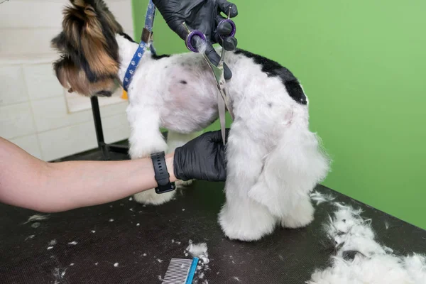 Preparação Cão Perto Mãos Groomer Trabalhando Com Cão Cão Yorkie — Fotografia de Stock