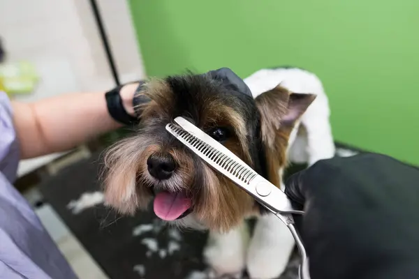 Pflege Eines Professionellen Friseurs Für Yorkshire Terrier Friseur Mäht Yorkshire — Stockfoto