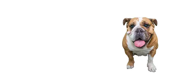 Inglês Bulldog Com Língua Pendurada Para Fora Isolado Fundo Branco — Fotografia de Stock