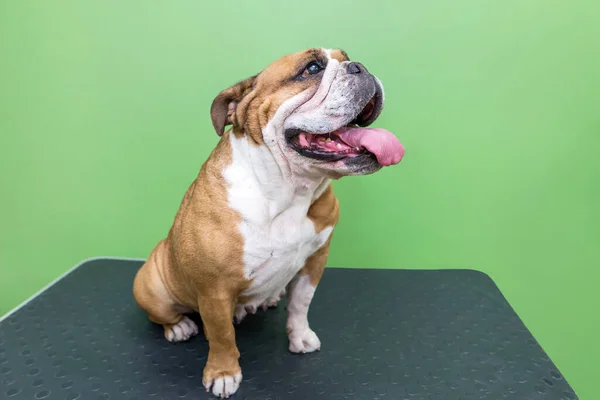 English bulldog at the vet at the reception. A dog sits and waits for a doctor\'s examination on a table in a veterinary clinic.