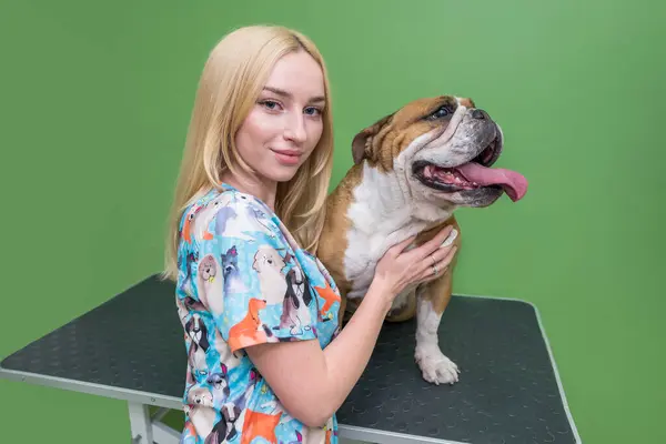 english bulldog and woman are happy. English bulldog and groomer in a dog salon. Portrait photo.