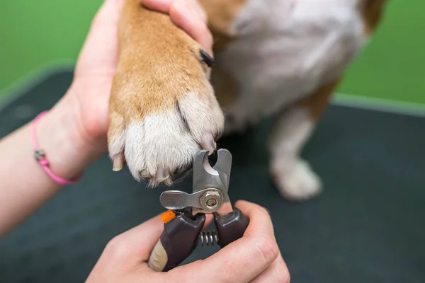 Dog nail clipping. Groomer woman trimming english bulldog\'s claws