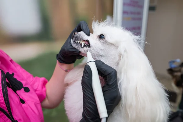 Dog dental care. Professional white poodle teeth cleaning. A female groomer brushes the teeth of a beautiful poodle.
