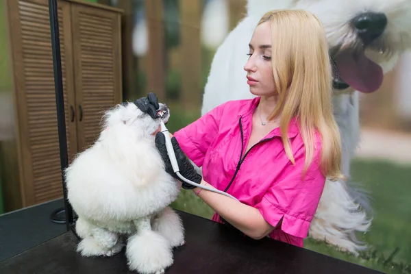 Dog dental care. Professional white poodle teeth cleaning. A female groomer brushes the teeth of a beautiful poodle.