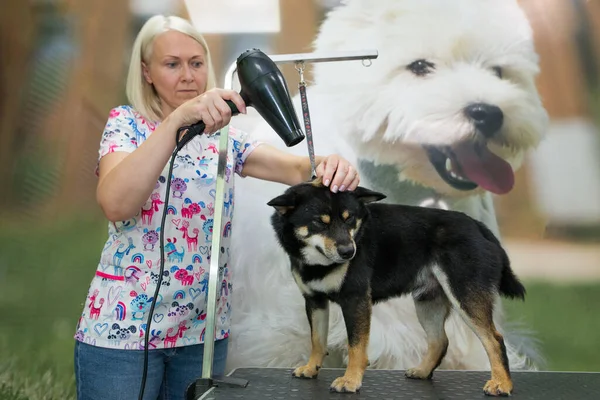 Shiba Inu dog in the groomer salon. The groomer\'s hands dry the wet wool with a hair dryer after washing. Sad Dog That Doesn\'t Like to Bathe and Comb