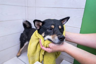 Tımarcının elleri banyo yaptıktan sonra köpeği havluyla kurutur..