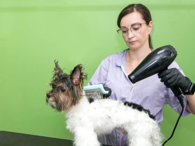 Tımar eden hayvanlar, tımar eden, kurutan ve şekillendiren köpekler, tarayan yünler. Bakım ustası kesikler ve traşlar, bir köpeğe bakar. Güzel Yorkshire Teriyeri.