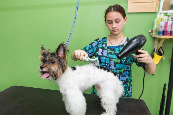 Animais Aliciamento Aliciamento Secagem Styling Cães Pentear Mestre Limpeza Corta — Fotografia de Stock