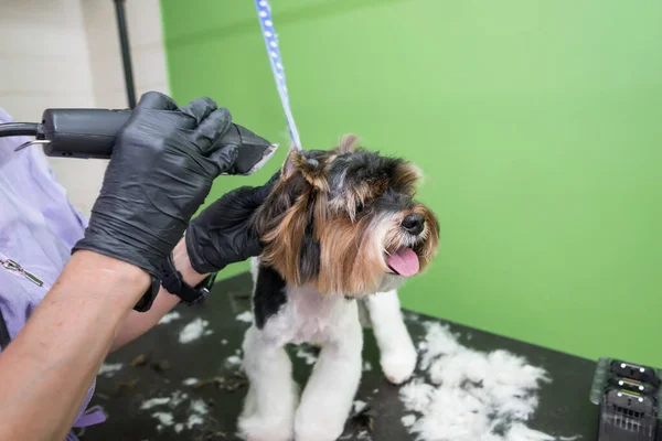 Köpek Bakıcılığı Köpekle Çalışan Bir Tımarcının Elleri Yorkie Dog Saçını — Stok fotoğraf
