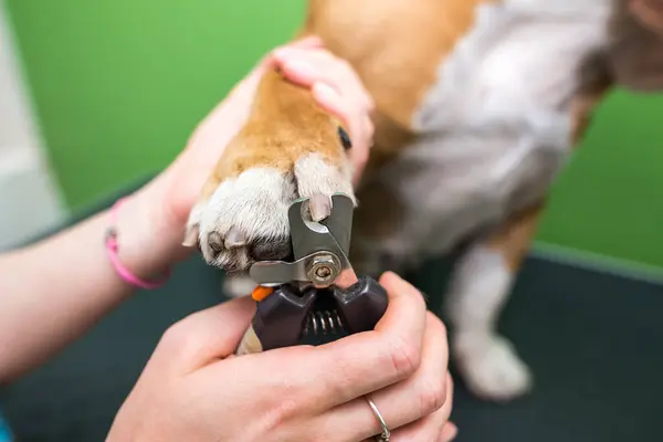 Dog nail clipping. Groomer woman trimming english bulldog\'s claws