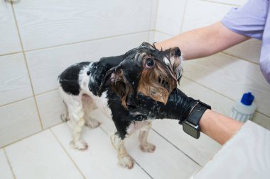 Bir kuaförde sabunlu bir Yorkshire teriyerini suyla yıkamak. Yorkshire Teriyeri banyoda yıkanıyor..