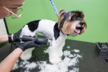 Köpek bakıcılığı. Köpekle çalışan bir tımarcının elleri. Yorkie Dog saçını kestiriyor. Yorkshire Teriyer saç kesme makinesi